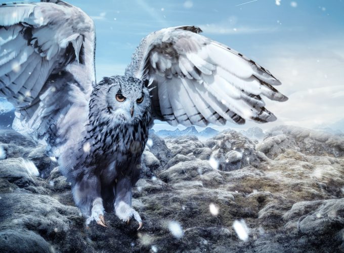 Stock Images owl, mountains, snow, winter, 5k, Stock Images 310764087